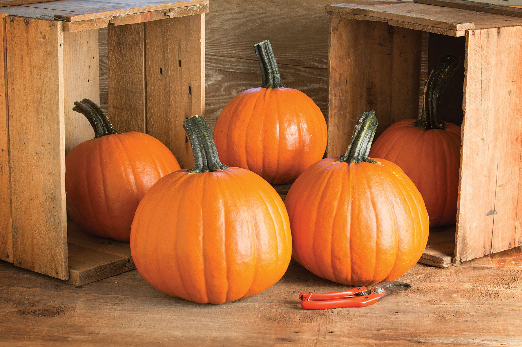 Gumdrop PMR - Treated (F1) Pumpkin Seed | Johnny's Selected