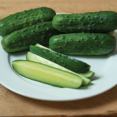 Supremo Pickling Cucumbers