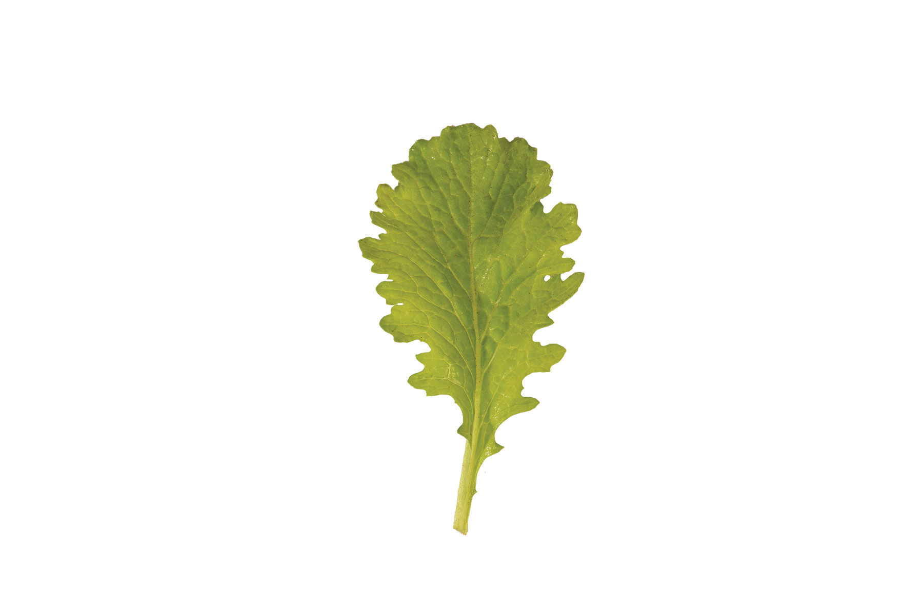 Wasabina Mustard Greens
