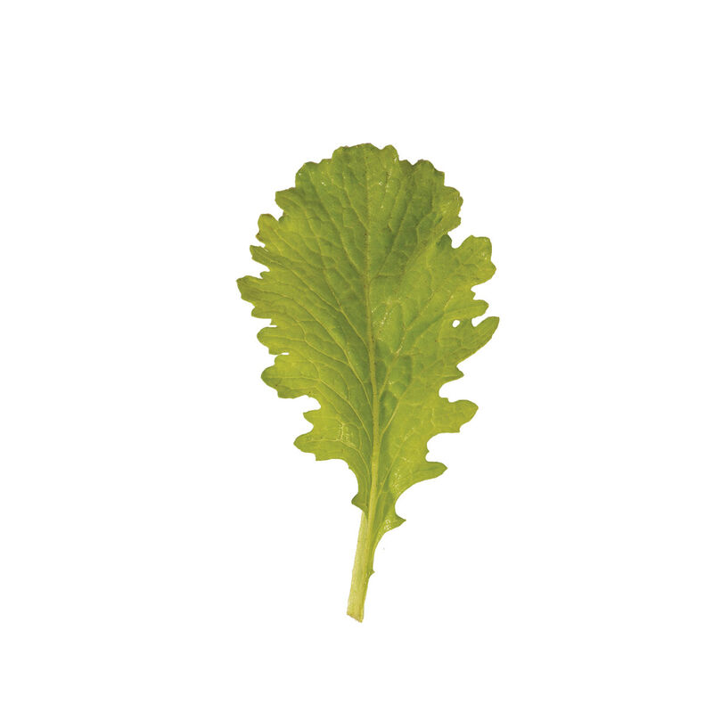 Wasabina Wasabina Mustard Greens