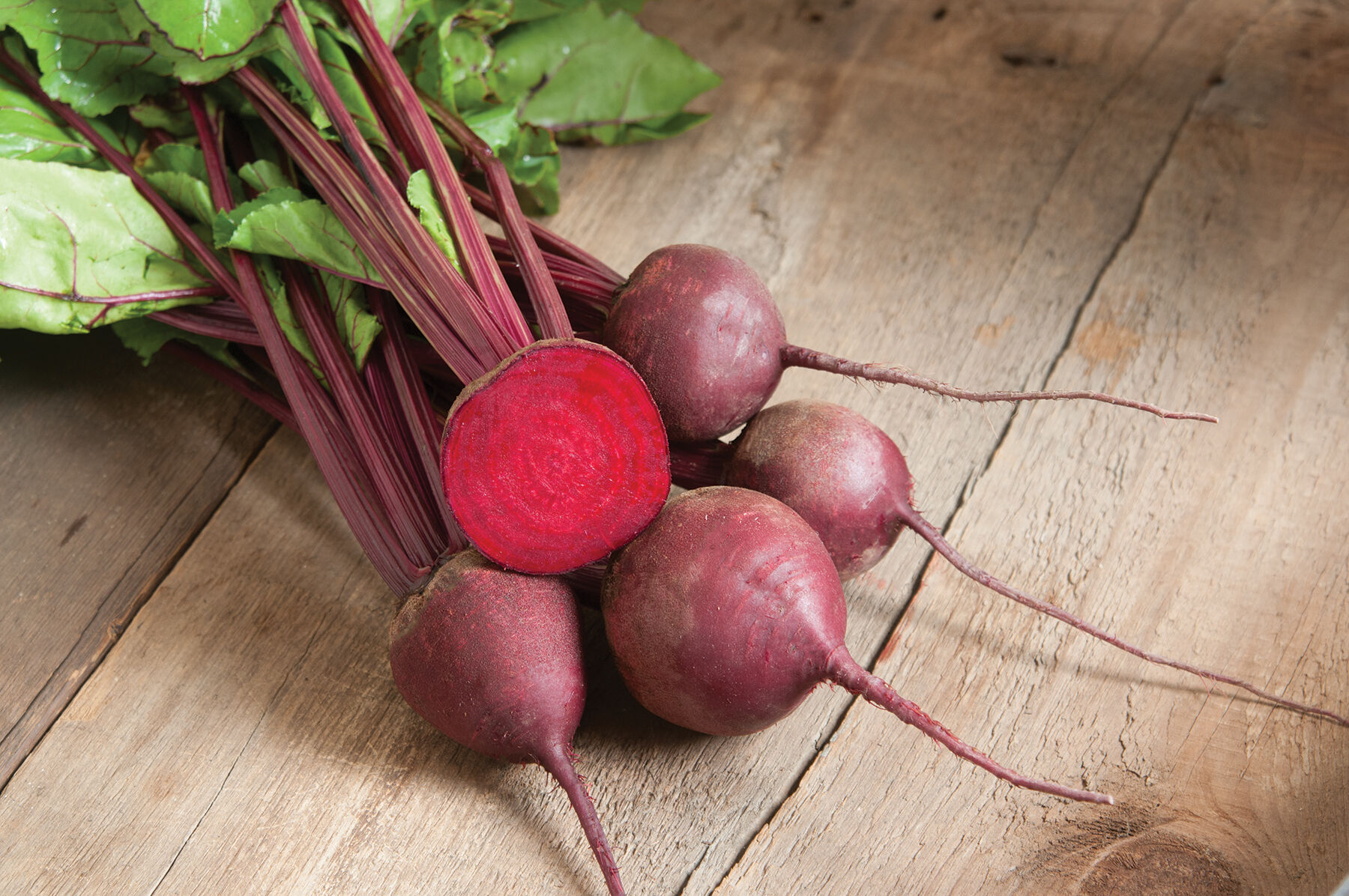 Red Ace - Organic Pelleted (F1) Beet Seed | Johnny's Selected Seeds