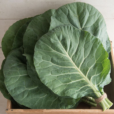 Flash Flash Collards