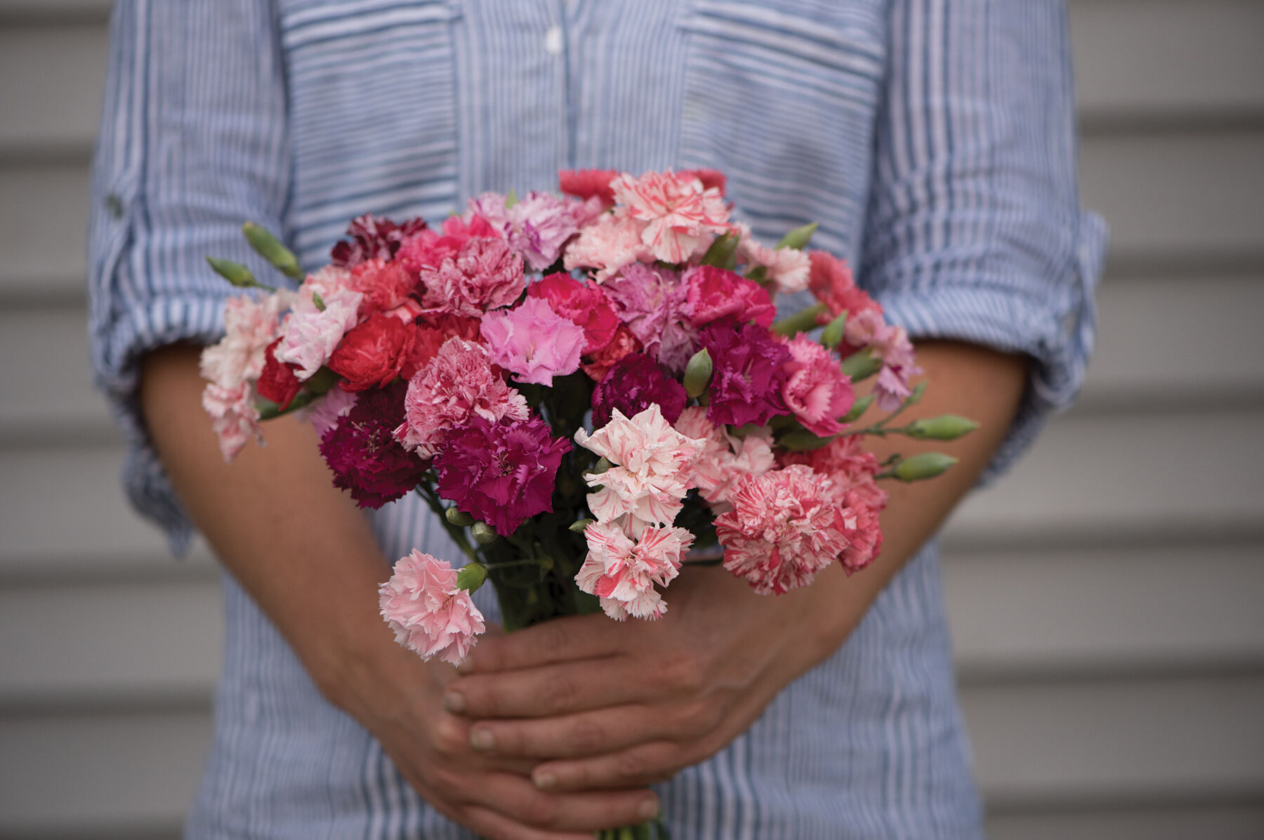 Chabaud Picotee Double Mix Dianthus (Sweet William)