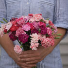 Chabaud Picotee Double Mix Dianthus (Sweet William)
