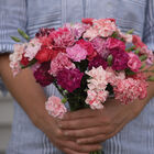 Chabaud Picotee Double Mix Chabaud Picotee Double Mix Dianthus (Sweet William)