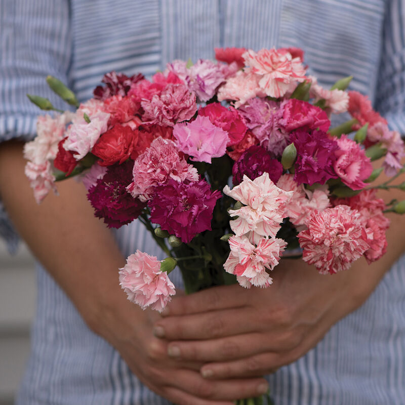 Chabaud Picotee Double Mix Chabaud Picotee Double Mix Dianthus (Sweet William)