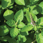 Kapoor Tulsi (Holy Basil) Holy Basil