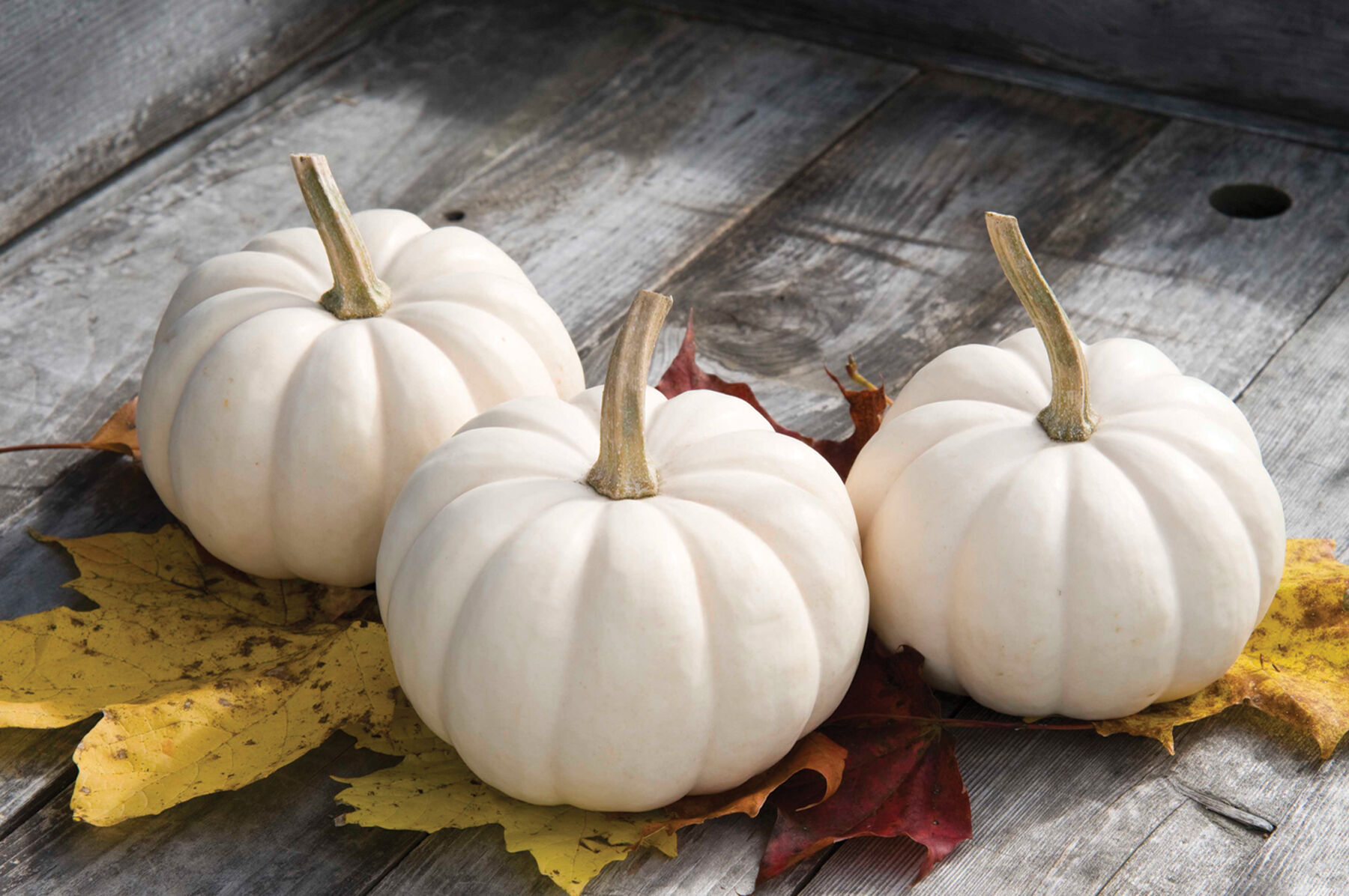 Casperita - Mini White Pumpkin Seed | Johnny's Selected Seeds