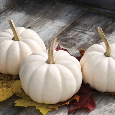 Casperita Specialty Pumpkins