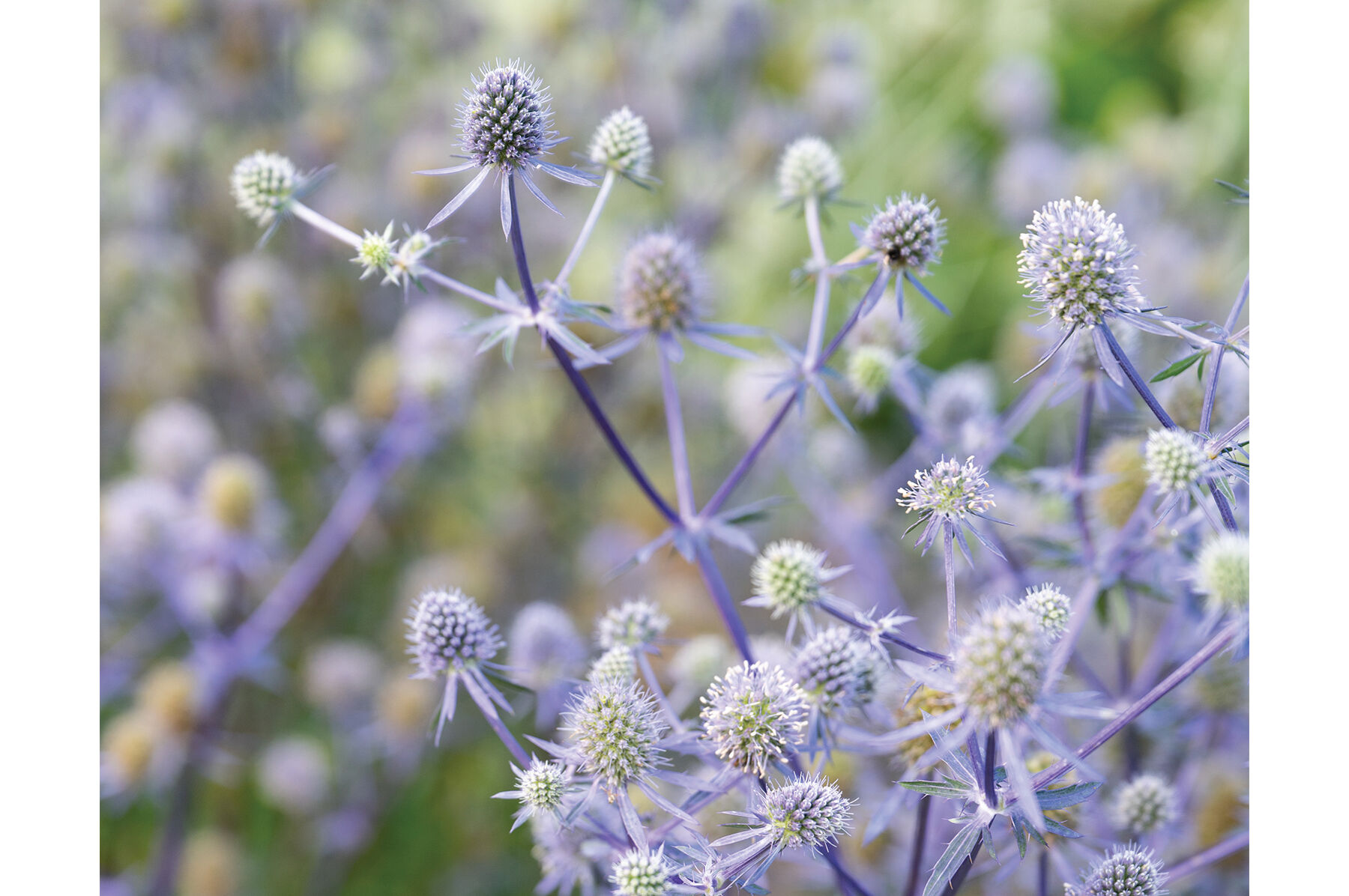 Eryngium deals