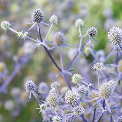 Blue Glitter Eryngium