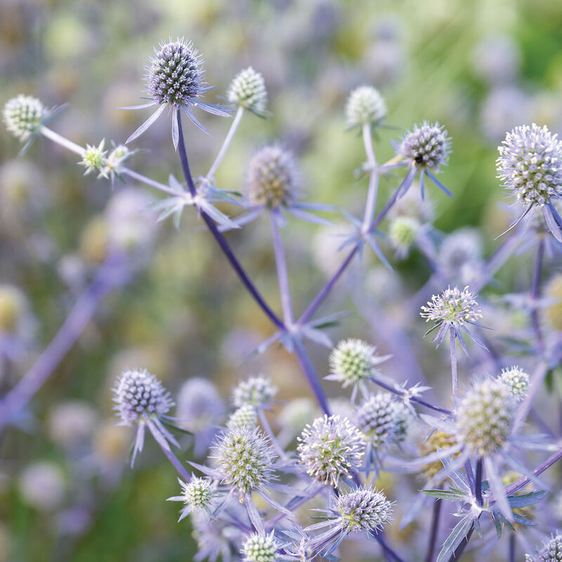 Blue Glitter Eryngium