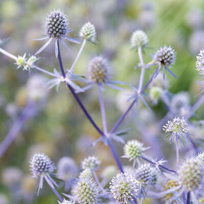 Blue Glitter Eryngium