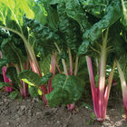 Peppermint Peppermint Swiss Chard