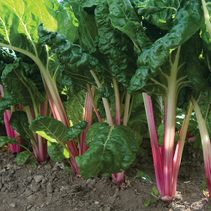 Peppermint Peppermint Swiss Chard