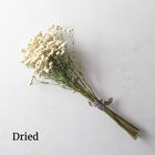 The Pearl Yarrow