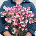 Pink Petticoat Columbine