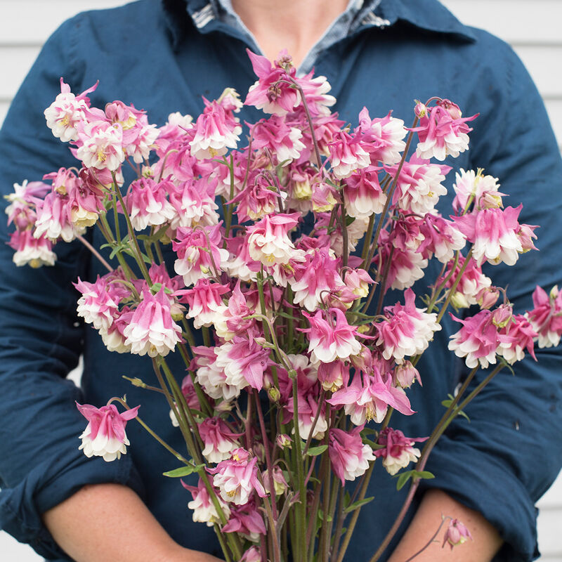 Pink Petticoat Columbine