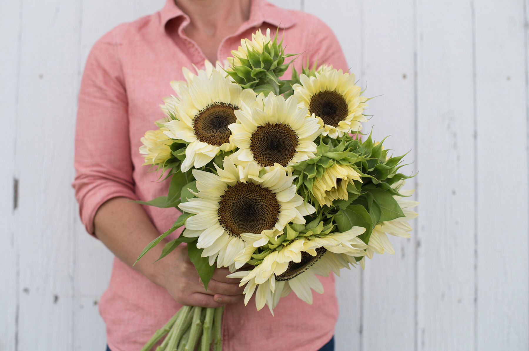 Sunflower Seeds for Planting | Johnny's Selected Seeds