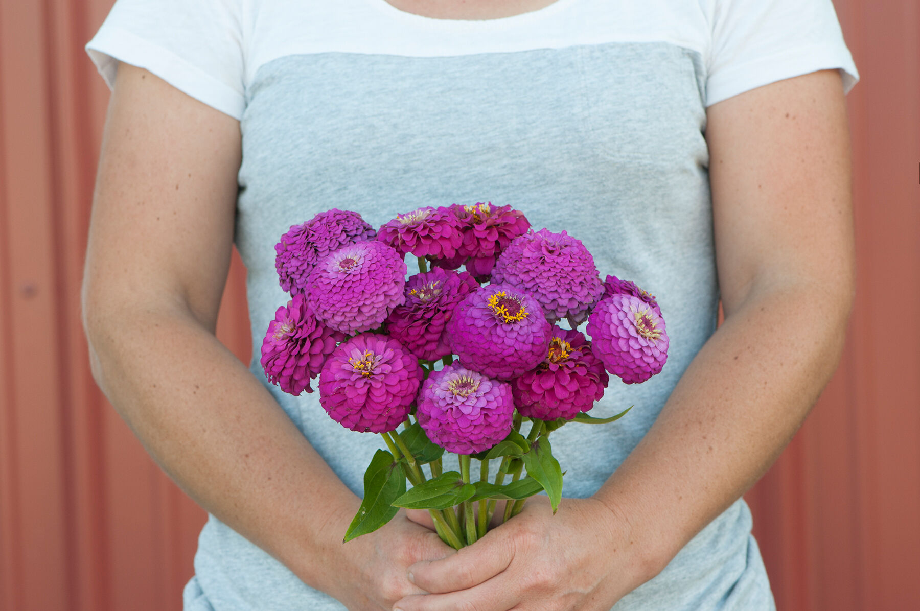 Oklahoma Carmine Oklahoma Series