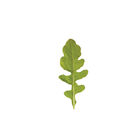 Esmee Esmee Arugula (Roquette)