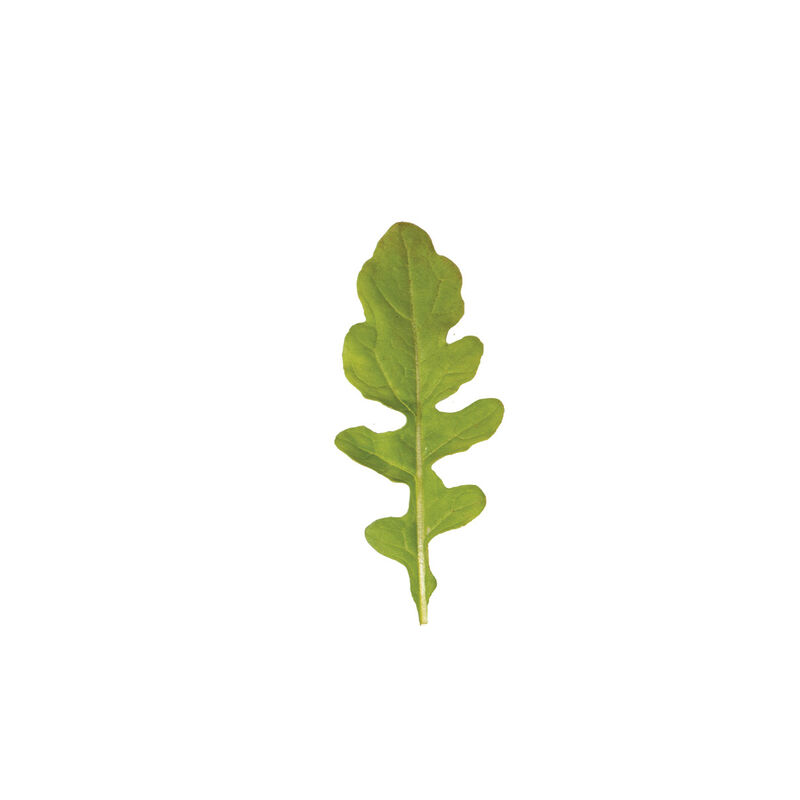 Esmee Arugula (Roquette)