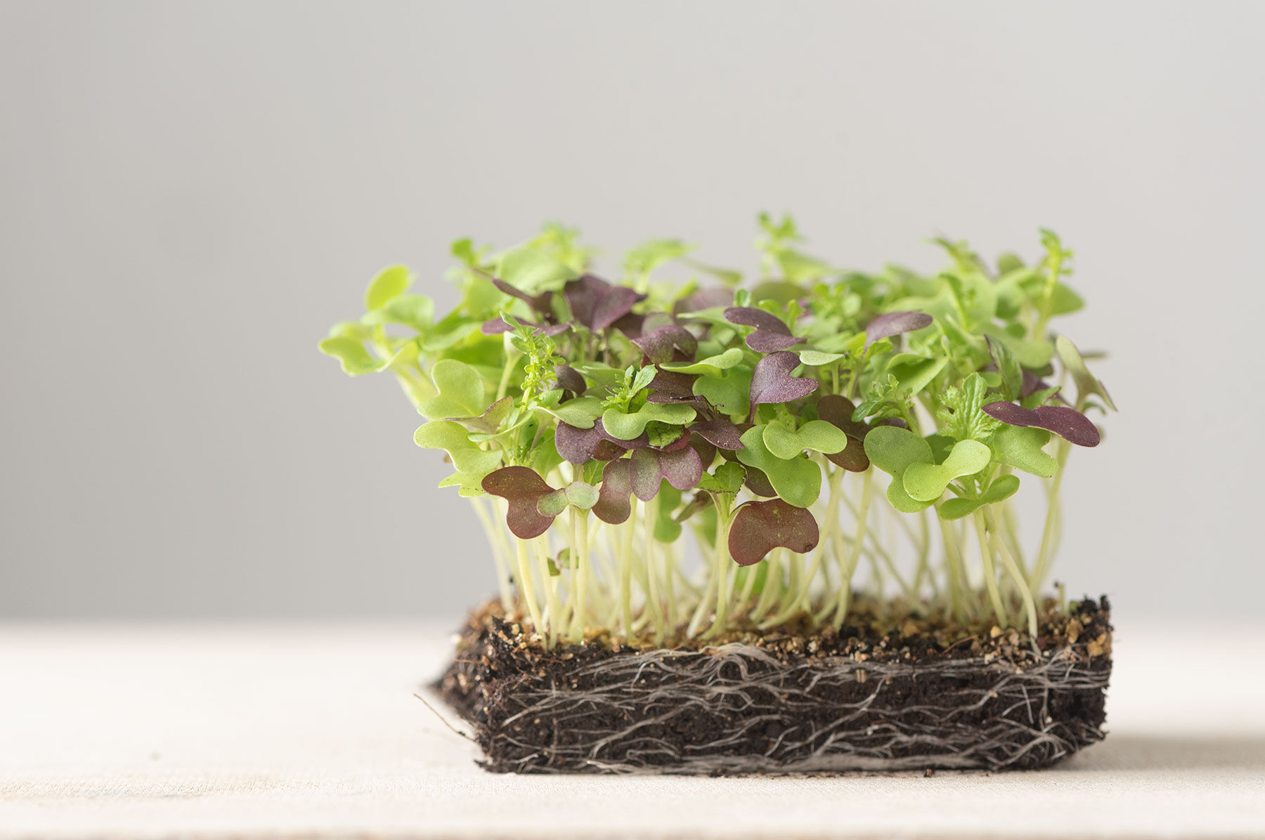 Spicy Micro Mix Microgreen Mixes