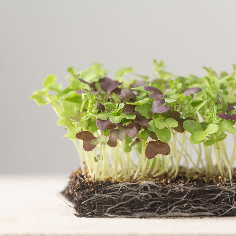 Spicy Micro Mix Spicy Micro Mix Microgreen Mixes