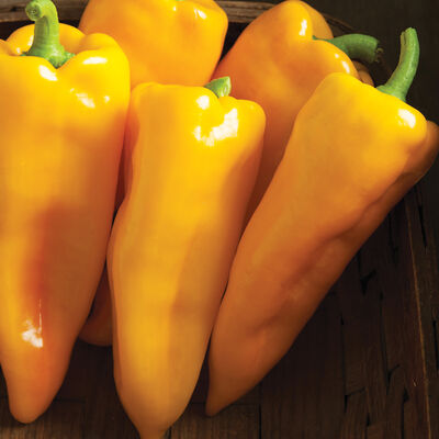 Escamillo Sweet Peppers