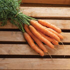 Aranka Early Carrots