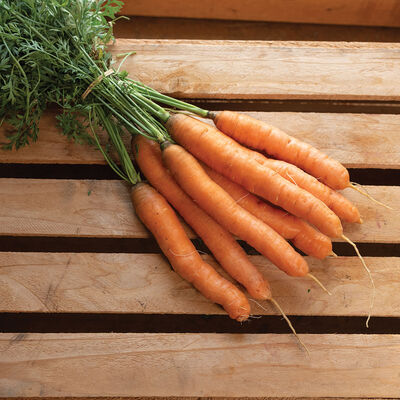Aranka Early Carrots