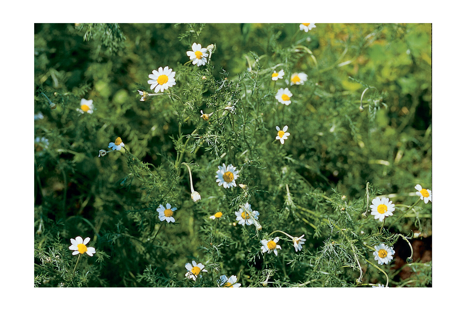 Roman Chamomile Chamomile