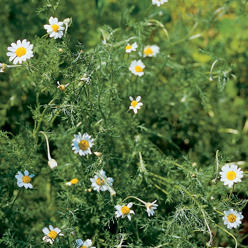 Roman Chamomile Chamomile