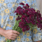 Merlot Red Scabiosa (Pincushion Flower)