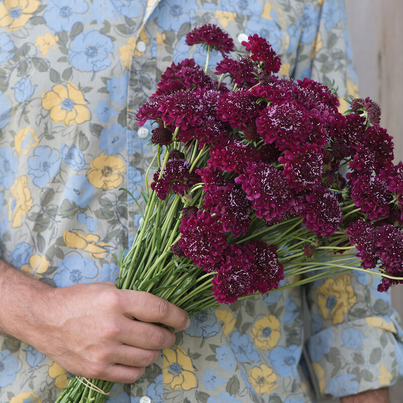 Merlot Red Scabiosa (Pincushion Flower)