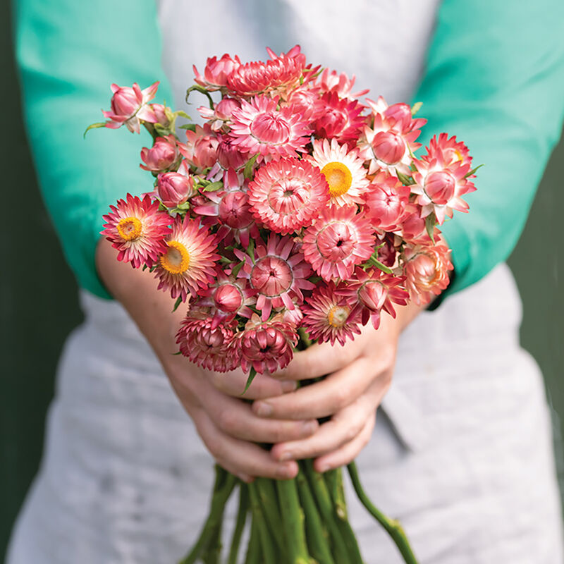 King Size Raspberry Rose - Strawflower Seed | Johnny's Selected Seeds