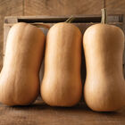 Block Party Winter Squash