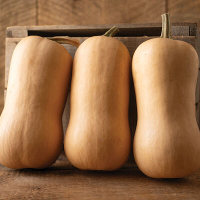Block Party Winter Squash