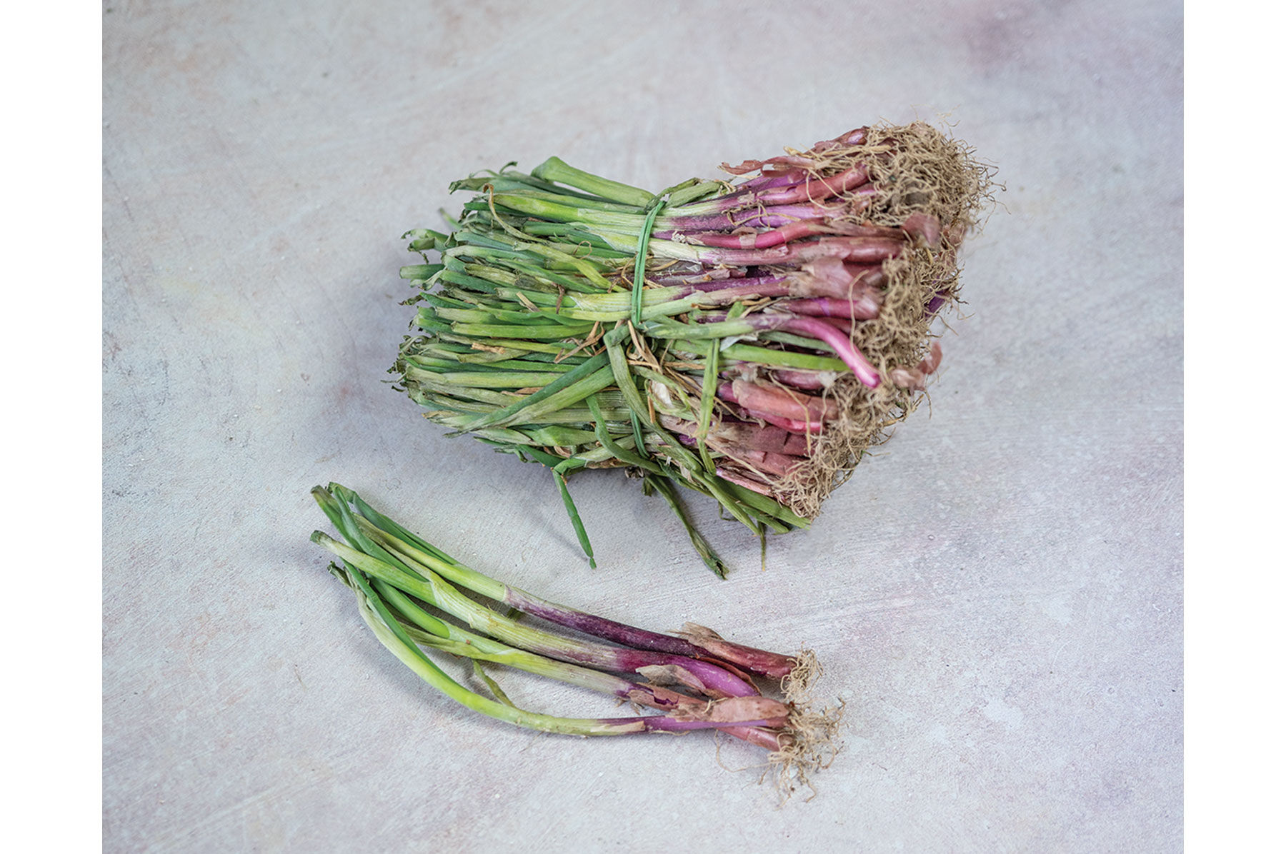 Redwing - Red, Long Day Onion Plants | Johnny's Selected Seeds