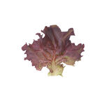 Dark Red Lollo Rossa Lollo Lettuce
