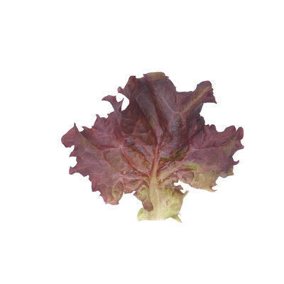 Dark Red Lollo Rossa Lollo Lettuce