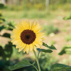ProCut® Peach Tall Sunflowers