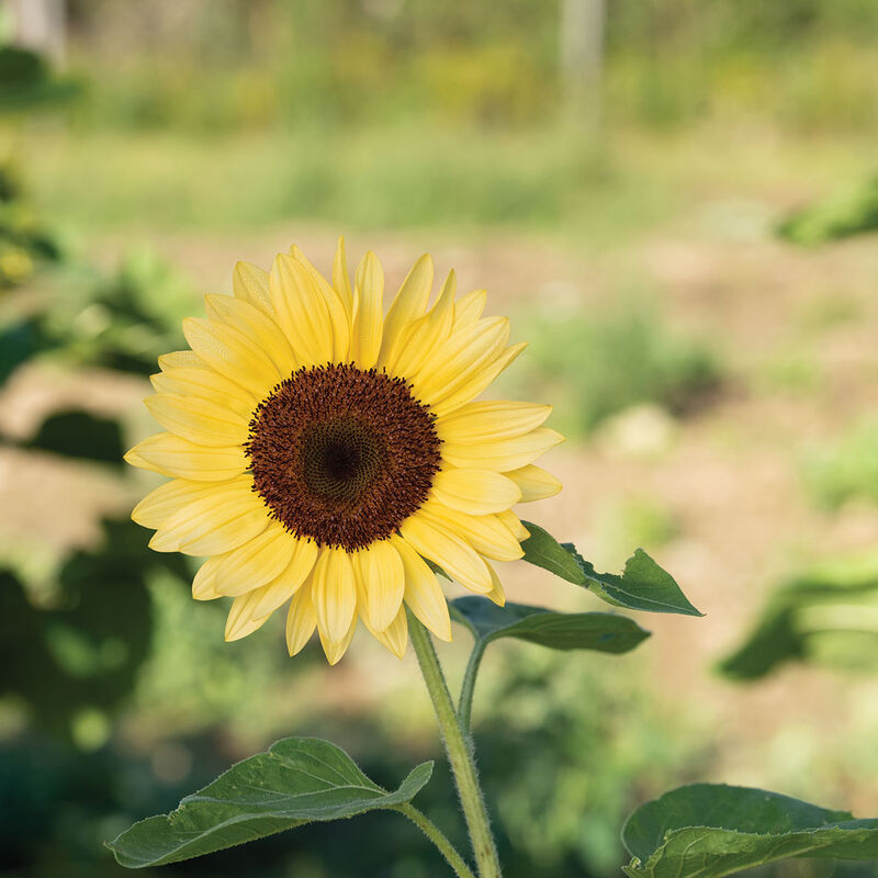 ProCut® Peach Tall Sunflowers