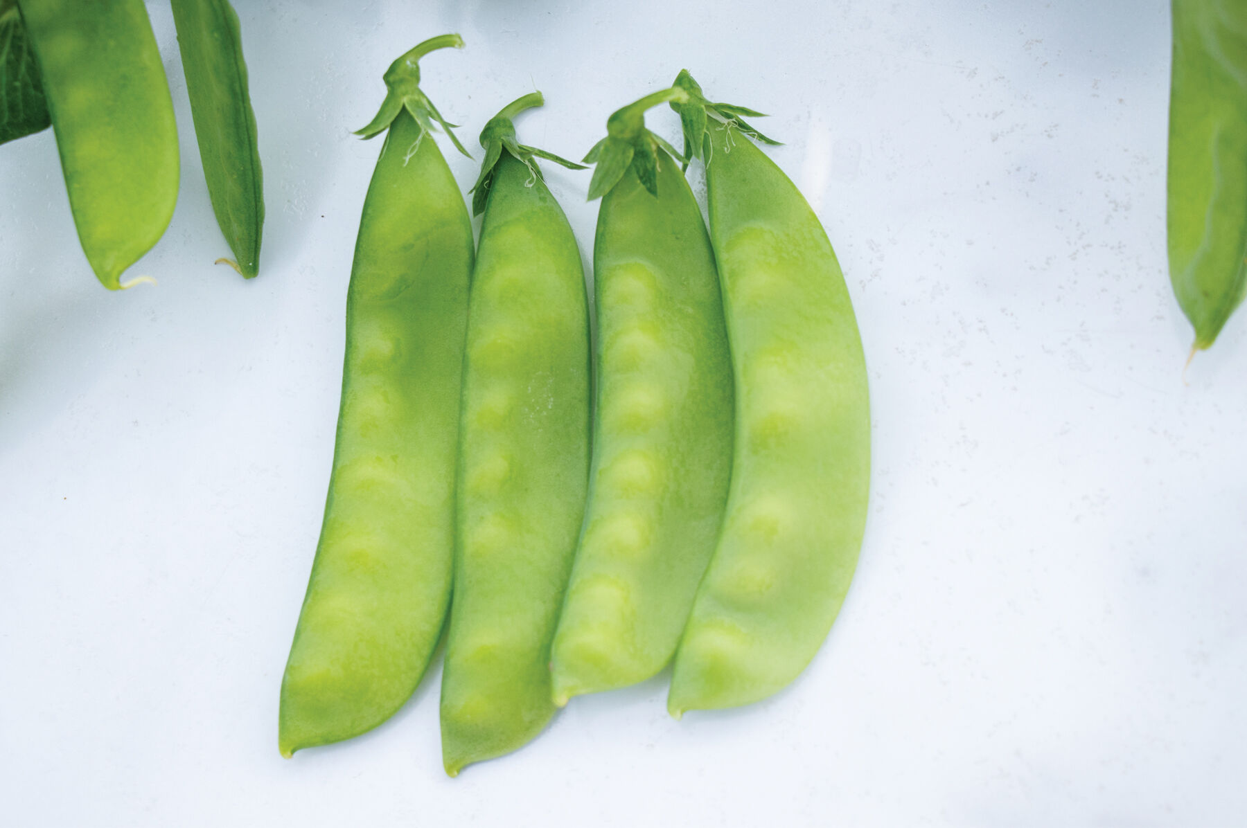 Pea Seeds - Organic Varieties | Johnny's Selected Seeds