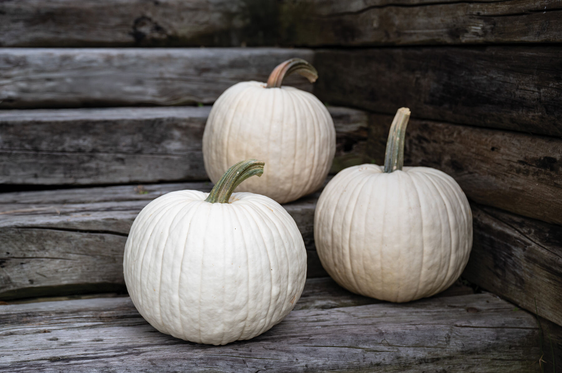 健康・医学 Pumpkin Abominable - White Pumpkin Seed | Johnny's Selected Seeds