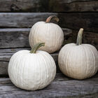 Abominable Specialty Pumpkins