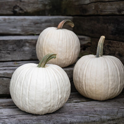 Abominable Specialty Pumpkins