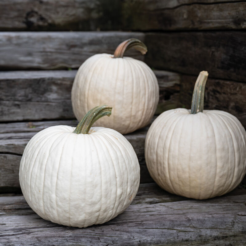 Abominable Specialty Pumpkins
