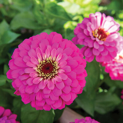 Uproar Rose Zinnias