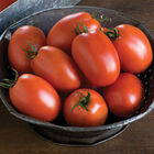 Plum Regal Paste Tomatoes